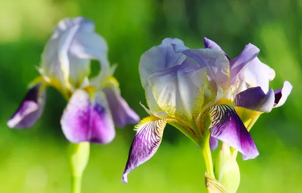 Flower, spring, lily