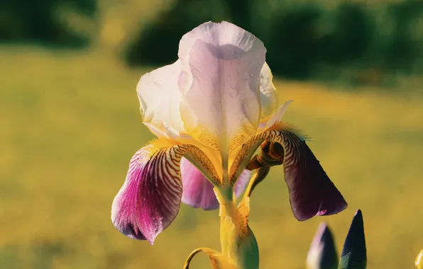 Flower, spring, lily
