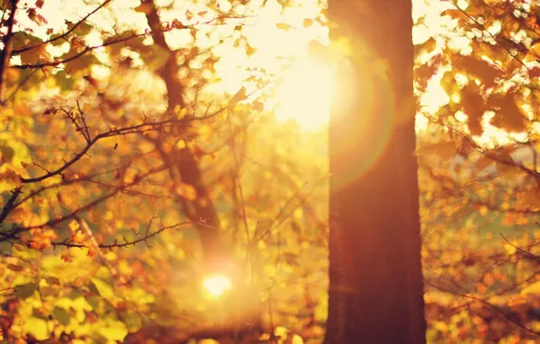 Листья, солнце, макро, лучи, деревья, ветки, блики, фон