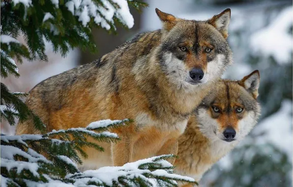 Картинка nature, predator, animal, wolf, wildlife, portrait, portrait., Canis lupus. face