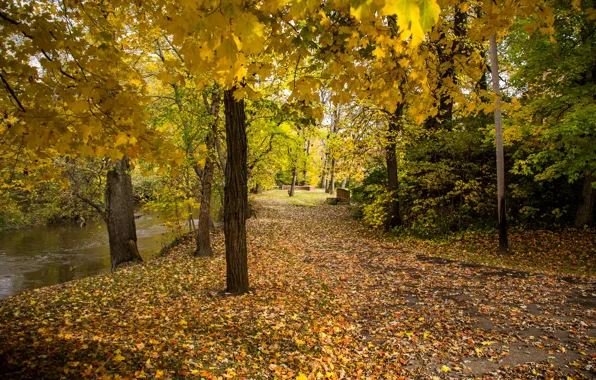 Картинка осень, листья, деревья, пруд, парк, скамья