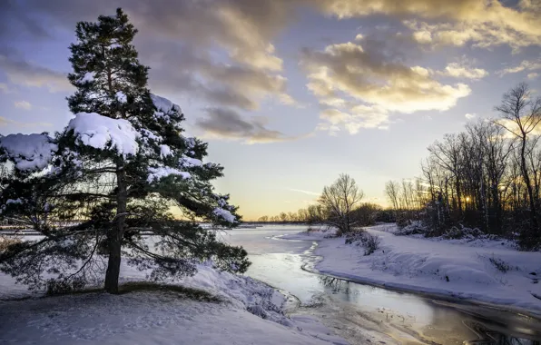Картинка снег, река, дерево