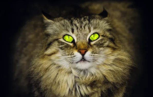 Зеленые глаза, смотрит вверх, сибирская кошка