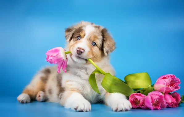Картинка цветы, собака, тюльпаны, щенок, голубой фон, Австралийская овчарка, Аусси, Анна Вильховая