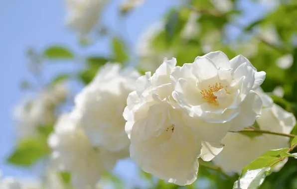 Белый, цветок, макро, природа, фото