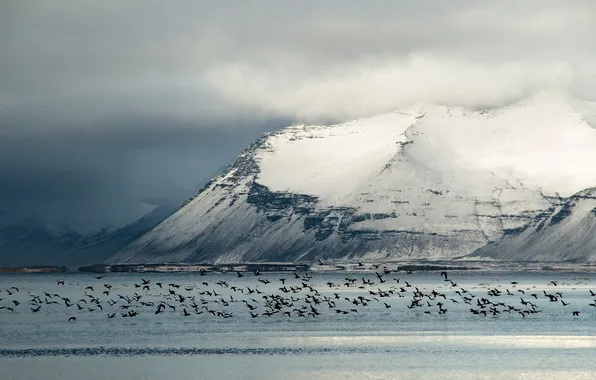 Картинка зима, птицы, Исландия, в полете