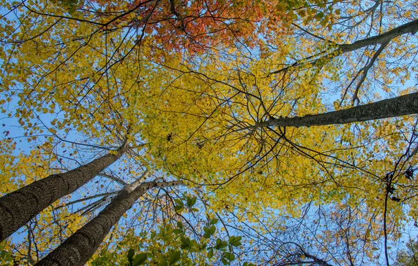 Картинка осень, небо, листья, деревья, ствол