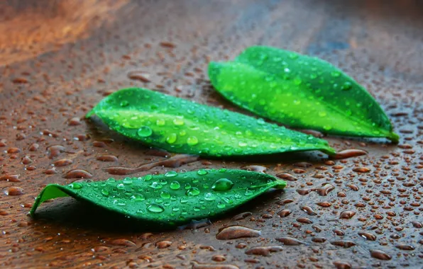 Green, photography, nature, leaves, drops, cool, nice, colurs