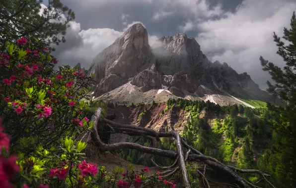 Картинка горы, корни, вершины, Италия, кусты, Italy, Доломитовые Альпы, Dolomites
