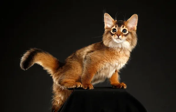 Картинка кошка, взгляд, поза, темный фон, мордочка, рыжая, котёнок, подставка