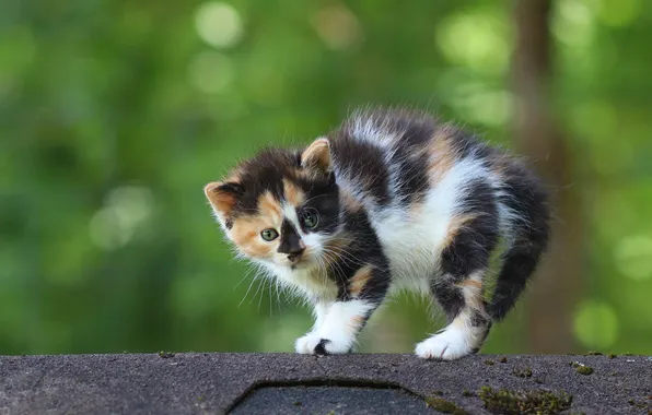 Кошка, взгляд, поза, котенок, малыш, мордашка, зеленый фон, боке