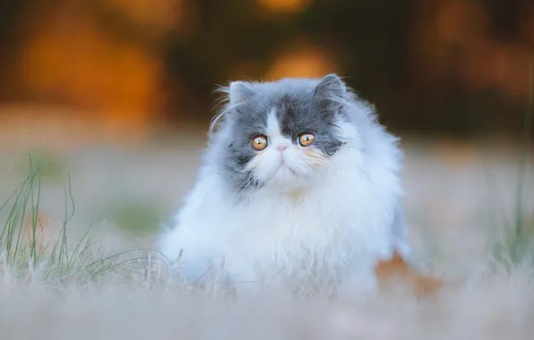 Кошка, кот, взгляд, свет, природа, поза, котенок, поляна
