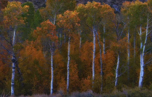 Осень, лес, деревья, осины