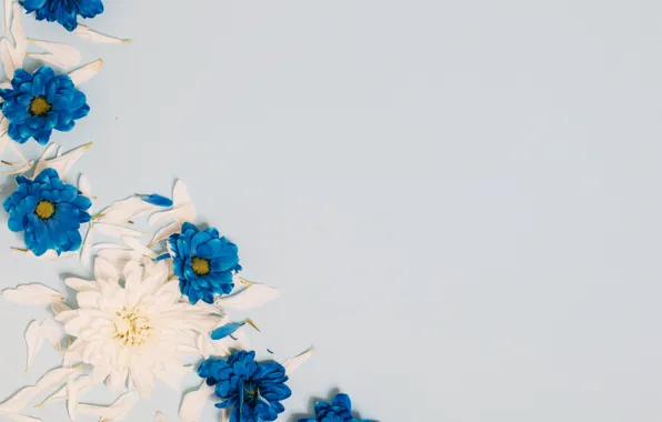 Картинка цветы, лепестки, white, wood, blue, flowers, декор