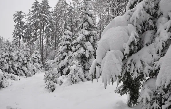 Картинка зима, лес, снег, деревья, ель, хвойные