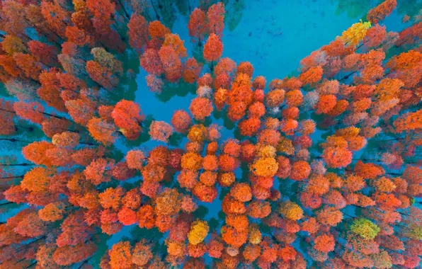 Картинка осень, деревья, Китай, Zimaling Park, Чжуншань