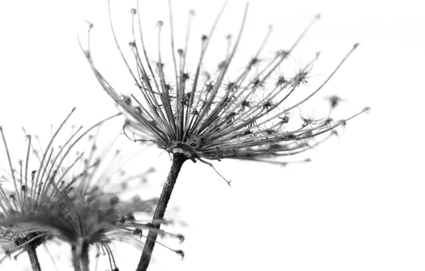 Картинка цветок, одуванчик, семена, пух, пушинки, flower, Dandelion, seed