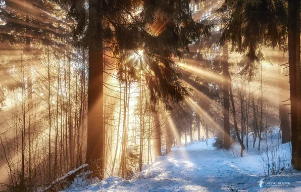 Картинка зима, лес, солнце, лучи, свет, снег, ветки, тропа