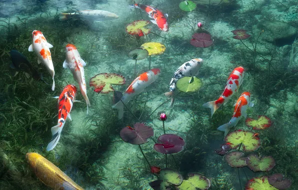 Colors, water, plants, pond, Koi fish