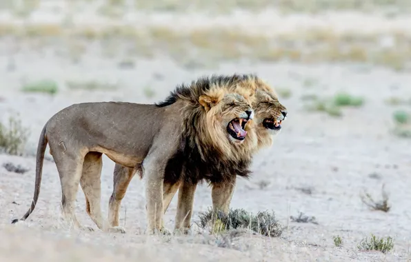 Природа, Африка, львы