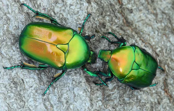 Картинка макро, зеленый, жук, пара, бронзовка, обои от lolita777