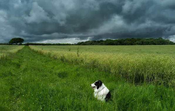 Картинка поле, небо, собака