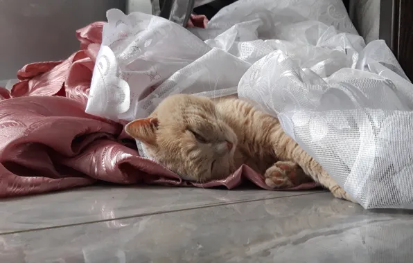 Кот, кошки, сон, персик, расслабон