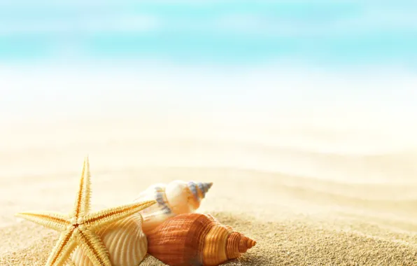 Картинка summer, shells, seashells