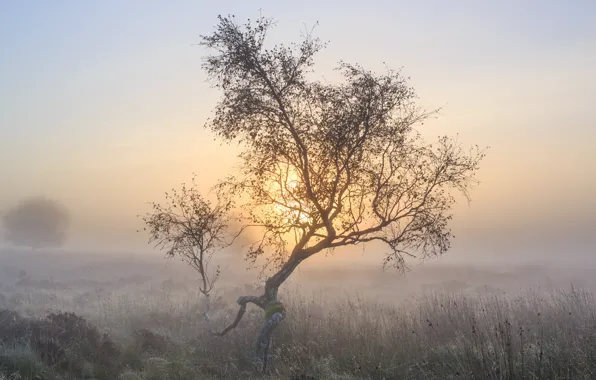 Туман, дерево, утро