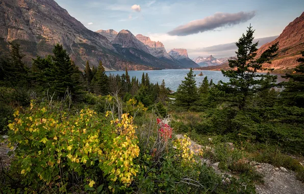 Лес, горы, природа, озеро, Glacier National Park, Montana