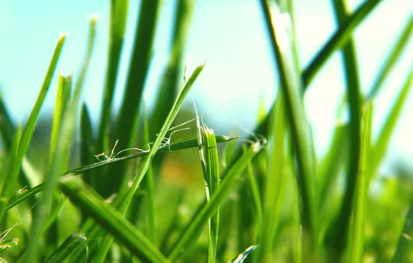 Зелень, трава, природа, зелёный, макро фото