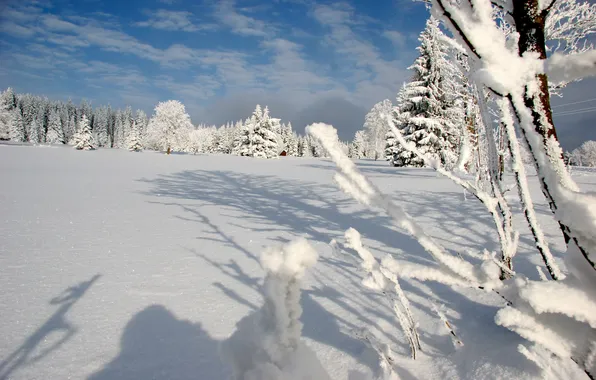 Зима, лес, снег, горы, Шумава, national park Šumava