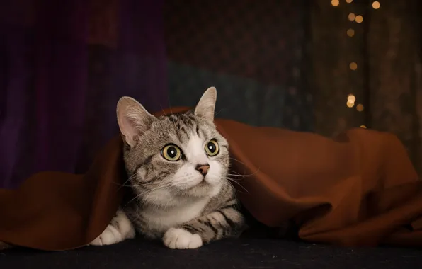 Кошка, кот, взгляд, поза, темный фон, покрывало, ткань, лежит