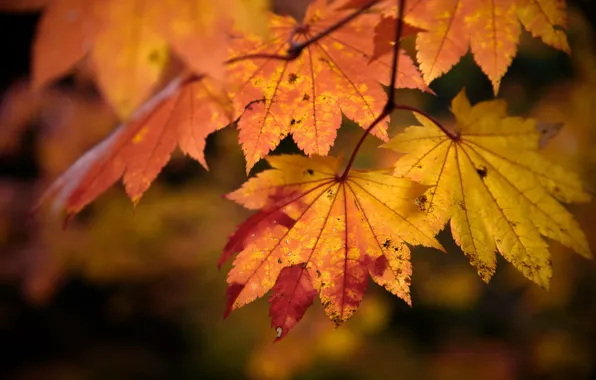 Осень, листья, природа, цвет