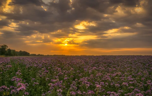 Картинка поле, закат, цветы