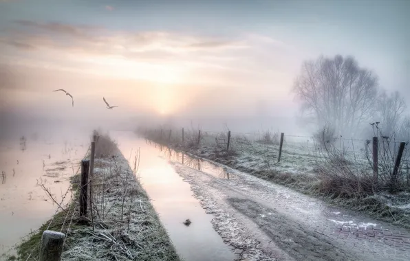 Картинка дорога, птицы, туман, забор, утро