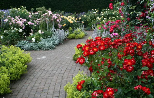 Картинка цветы, розы, дорожки, сад, Великобритания, Devon, разноцветные, кусты