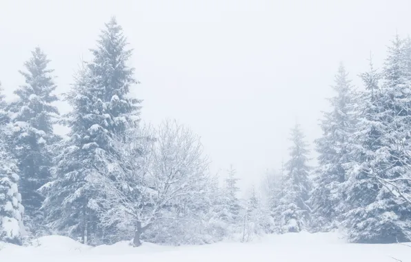 Зима, снег, деревья, пейзаж, зимний, елки, landscape, nature