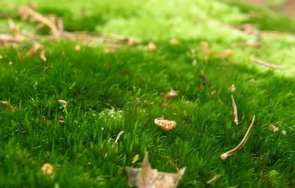 Картинка лес, трава, зеленый, роса, ковер, листва, мох