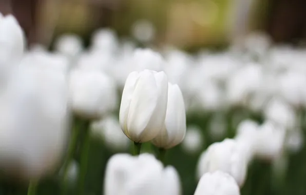 Природа, фон, тюльпаны