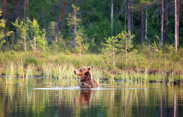 Forest, bear, bath