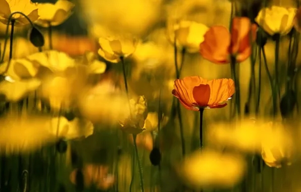 Картинка цветы, желтый, flower