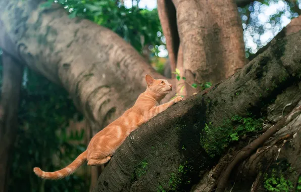 Кошка, кот, взгляд, листья, свет, природа, поза, дерево