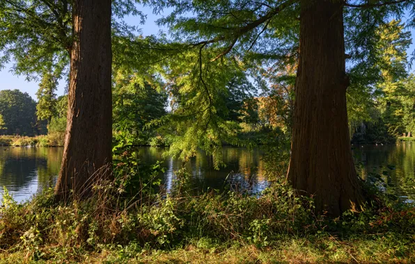 Картинка зелень, лес, лето, трава, солнце, деревья, ветки, река