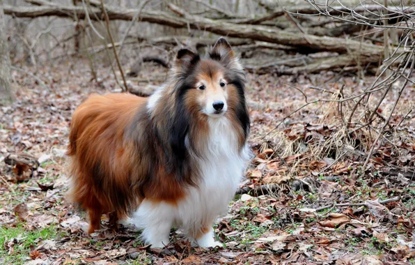 Взгляд, друг, собака