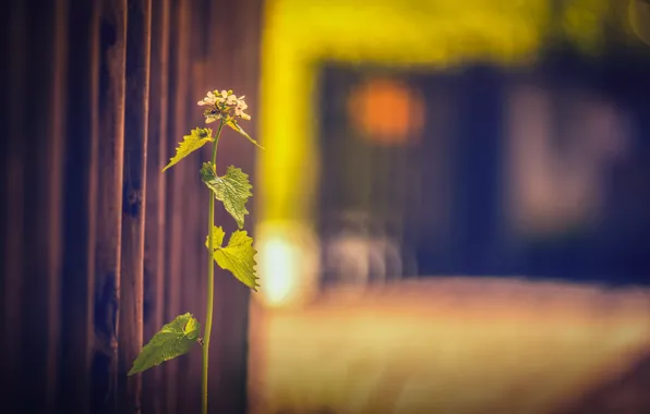 Картинка трава, фон, забор