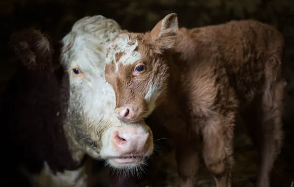 Картинка brown, cow, calf, cattle, agriculture, cattle farm, caring, animal rights