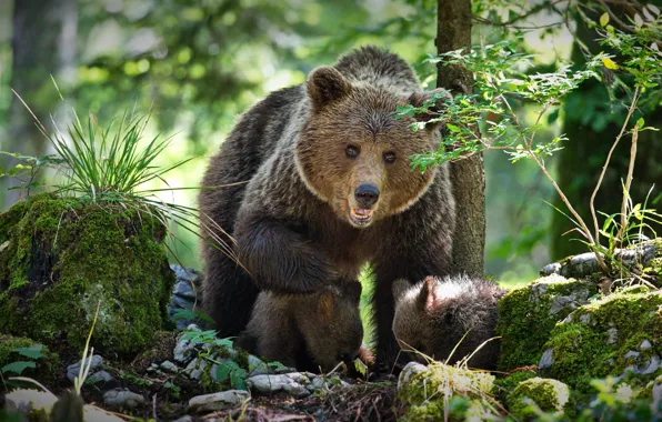 Картинка лес, медведи, медвежата, медведица, два медвежонка, Александр Перов