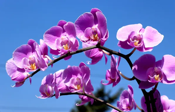 Картинка небо, веточка, сиреневый, орхидея