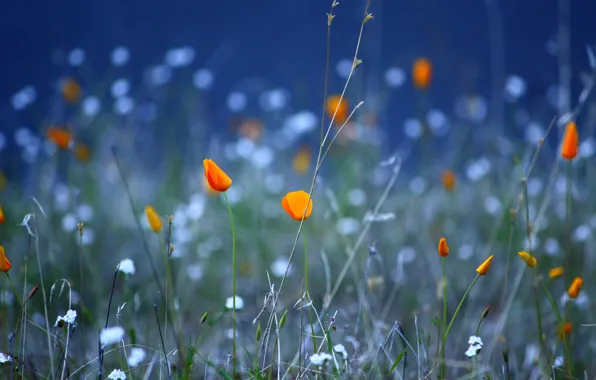 Картинка поле, цветы, природа, утро